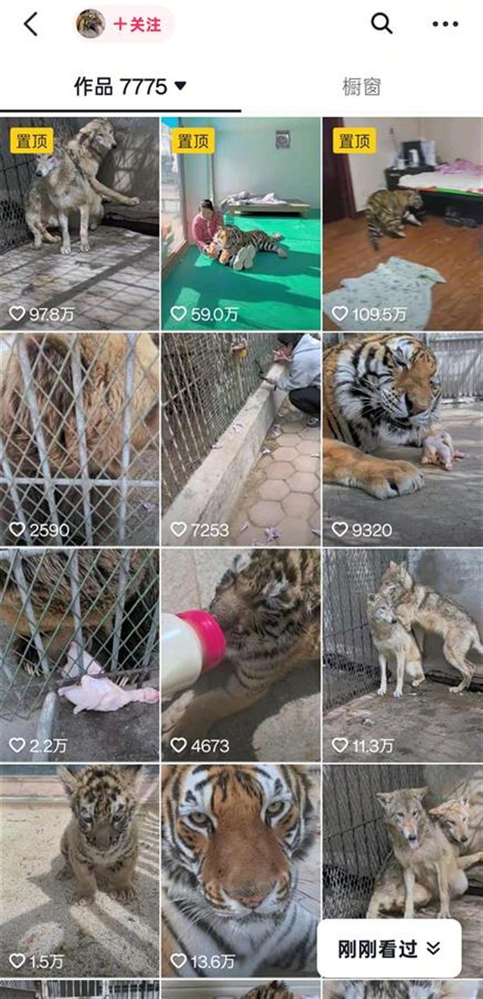 狼為何見飼養(yǎng)員躲墻角發(fā)抖？動物專家揭秘氣味與信任的博弈