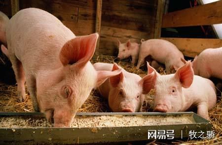 豬場保健養(yǎng)大于防、防大于治的科學(xué)理念解析