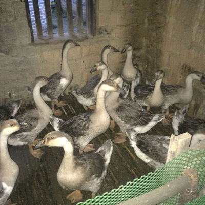 認(rèn)識獅頭鵝 外觀特征與飼養(yǎng)要點