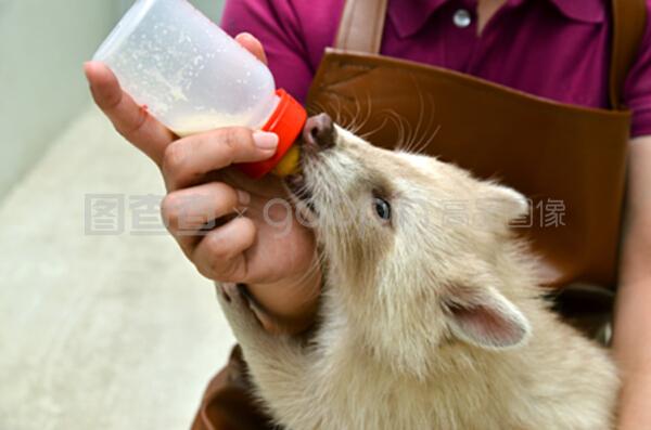 愛心與科學(xué)的交融 動物飼養(yǎng)員如何精心喂養(yǎng)白化浣熊寶寶