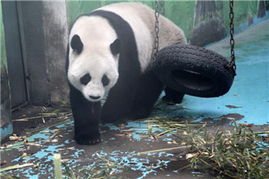 中國政協(xié)委員聚焦動物飼養(yǎng)規(guī)范，推動生態(tài)文明建設(shè)與畜牧業(yè)高質(zhì)量發(fā)展