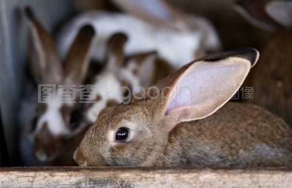 幼兔動物養(yǎng)殖場及繁殖技術(shù)，飼料生產(chǎn)全攻略