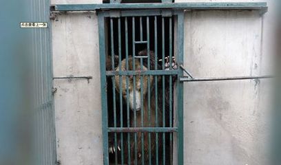 河南動物園棕熊咬死飼養(yǎng)員后續(xù) 肇事熊被關(guān)“禁閉”，飼料生產(chǎn)安全引關(guān)注