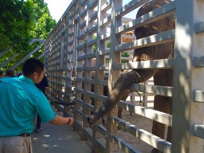 動物園里過“六一” 飼養(yǎng)員展示大象訓(xùn)練與飼料生產(chǎn)的幕后智慧